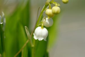 white flower bud in close up photography