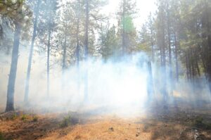 Dense smoke drifts through a sunlit pine forest.